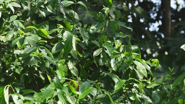 green plant in park