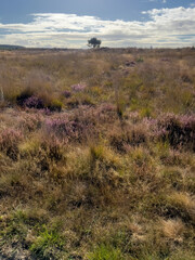 Moors and shifting sands in the National Park de Hoge Veluwe around sunset, sunrise under a cloudy sky in September. Terrible time. Beautiful natural environment of the national park.