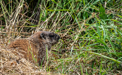 Close-up of a groundhog sitting in the tall grass on a warm summer day in July with a blurred background.	