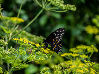 Close-up of a black swallowtail butterfly collecting nectar from the yellow flower on a wild parsnip plant that is growing in a field on a warm summer day in July with a blurred background.