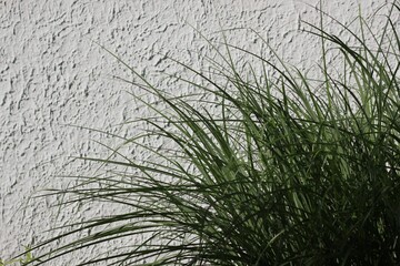 grass in the morning