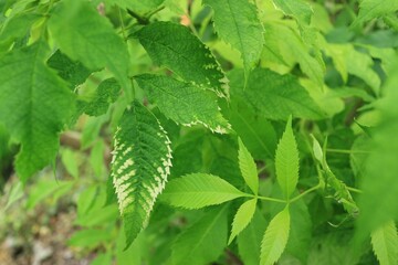 leaves in the garden