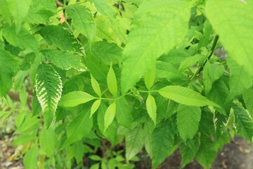 green leaves background