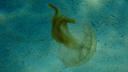 Mauve stinger or night-light jellyfish, purplestripped jelly, purple jellyfish, pink jellyfish,...
