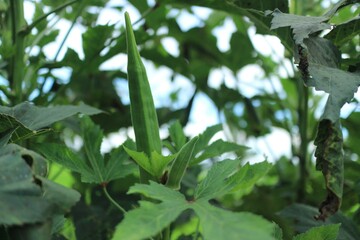 Lady Fingers or Okra vegetable on plant in farm organic vegetables