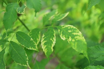 mint leaves in the garden