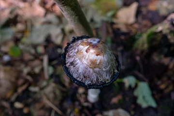 Foto auf Alu-Dibond Geschubde inktzwam    scaly ink mushroom © Holland-PhotostockNL