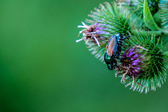 Close-up of an japanese beetle crawling on the purple flower of a lesser burdock plant that is growing by the edge of a forest on a warm summer day in August with a blurred green background.