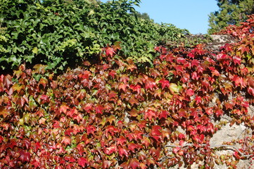 couleurs d'automne - feuilles sur un mur