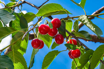 Photography on theme beautiful fruit branch cherry tree