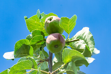 Photography on theme beautiful fruit branch apple tree