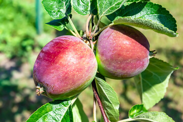 Photography on theme beautiful fruit branch apple tree