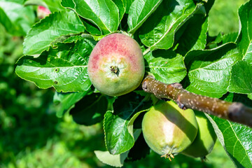 Photography on theme beautiful fruit branch apple tree