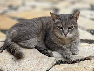 cat lying on stones 