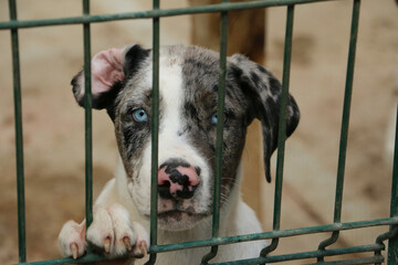 beautiful head portrait from a sweet colorful mixed dog puppy behind the fence in the shelter