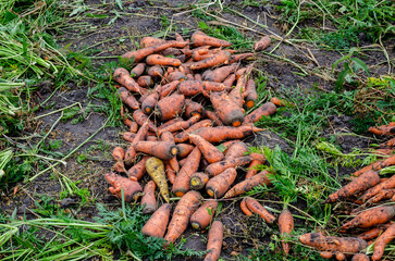 A bunch of fresh carrots with greens on the ground. A large juicy unwashed carrots   in the field against the background of the earth  close up.