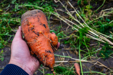 A male farmer holds a carrot in his hand. A male farmer collects carrots in the garden.