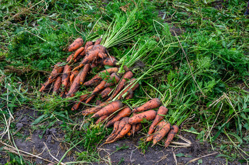 Harvesting carrots in the garden. Fresh organic carrots in the field.