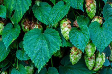 Khlem fruit ripening in September, making beer and beer ingredient, especially hop cultivation