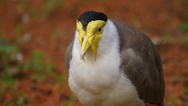 Close up of a masked lapwing bird turning his head