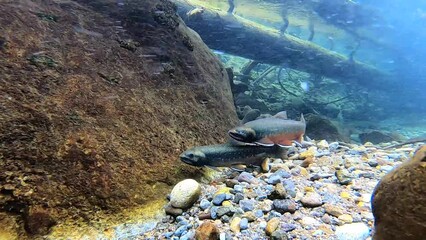 Underwater photography of Miyabe Wana, a natural monument of Lake Shikaribetsu, Hokkaido