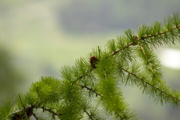Conifer forest 
