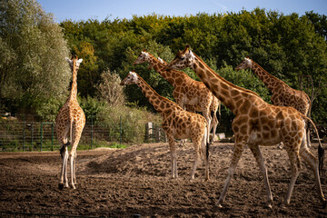 Giraffenfamilie