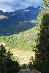 landscape in the summer