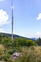 Beautiful sunny day in Golden Mountains full of trees and bushes
