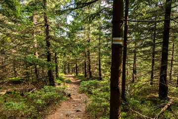 Beautiful sunny day in Golden Mountains full of trees and bushes