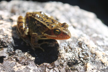 Rana