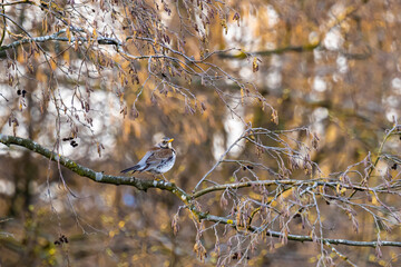 A beautiful thrush bird perching on a branch in spring park. High quality photo