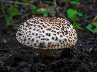 A close-up photo of an edible mushroom
