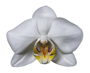 White orchid isolate on white transparent background.