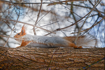 Winter view of a squirrel on a tree. High quality photo