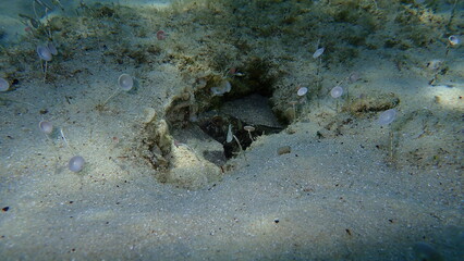 Black goby (Gobius niger) undersea, Aegean Sea, Greece, Halkidiki