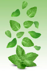 Levitation of mint leaves on green background.