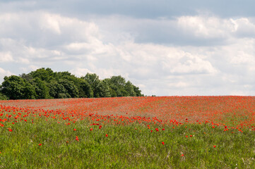Fototapeta na wymiar Field of poppies in bloom, Stony Hills, Hertfordshire