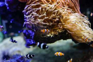 Naklejka na ściany i meble Details with Ocellaris clownfish inside an aquarium.