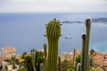 Shallow depth of field (selective focus) details with various Mediterranean plants in a botanical garden on the French riviera during a cloudy spring day.