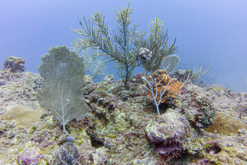 Naklejka premium coral reef and sea