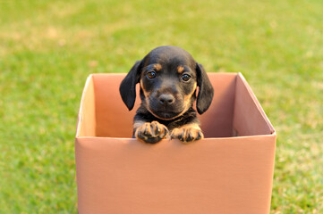cachorro lindo fofo em caixa  - obrazy, fototapety, plakaty