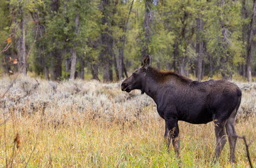 Cow Moose in Wyoming in Autumn