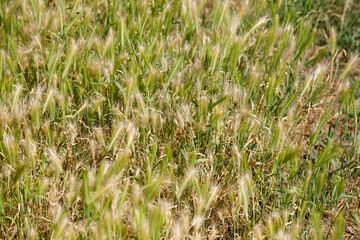 A field of plants with visible grain ears