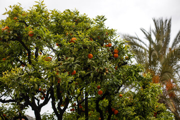 Orange tree on the street on a French riviera town during a cloudy spring day.