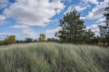 landscape with trees