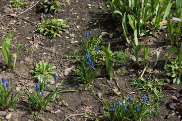 Spring background: blue hyacinths in a flowerbed