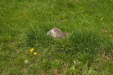 granite stone on a green lawn