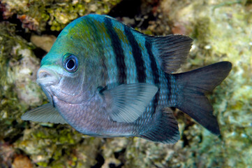 Caribbean Sergeant major fish