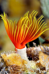 Caribbean tube worm